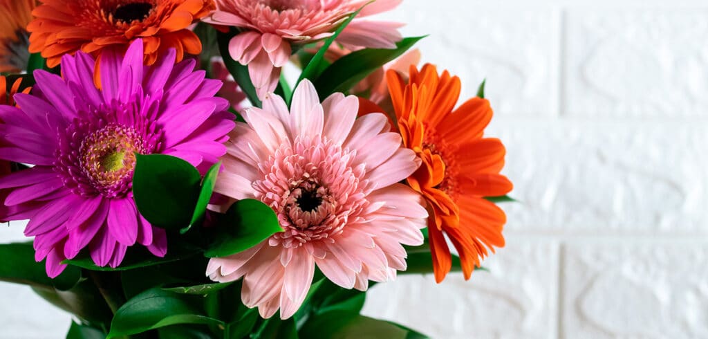 Diferentes colores de flores de gerberas