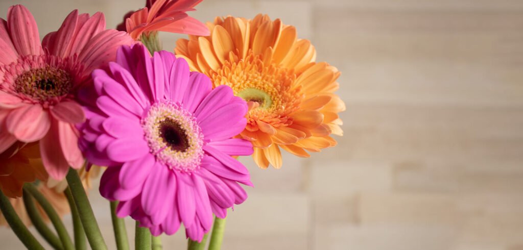 Florero de gerberas en primer plano