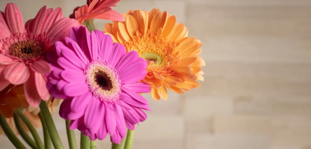 Florero de gerberas en primer plano