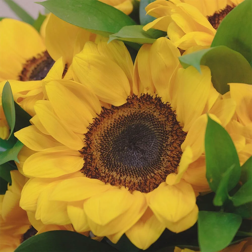 Box Grandiosa Girasoles - Imagen 3