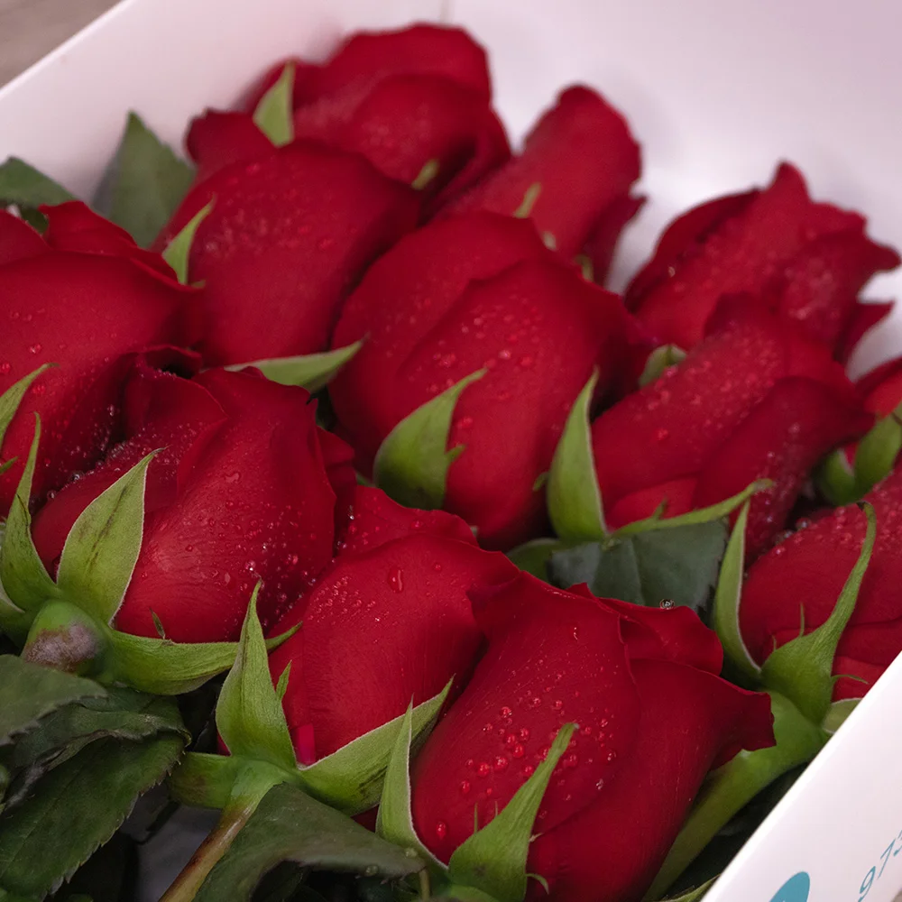 Pack Caja Jade y Osito con chocolate - Imagen 4