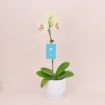 Orquídea Amarilla