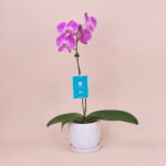 Orquídea Lila