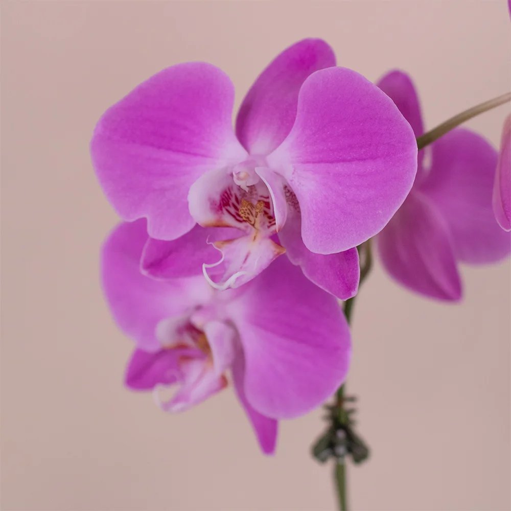 Orquídea Lila - Imagen 2