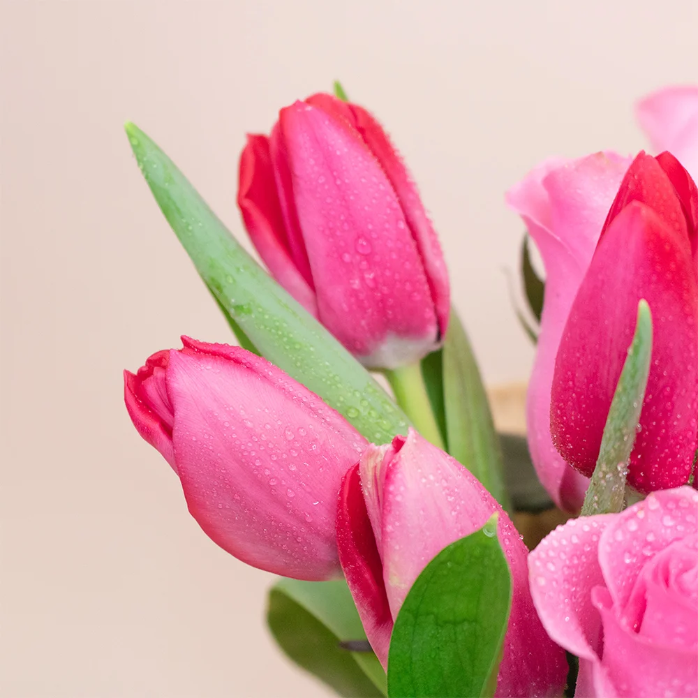 Pack Tulipanes Premium - Imagen 3