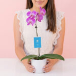 Orquídea Mamá
