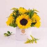 Box Girasoles Flores Amarilas