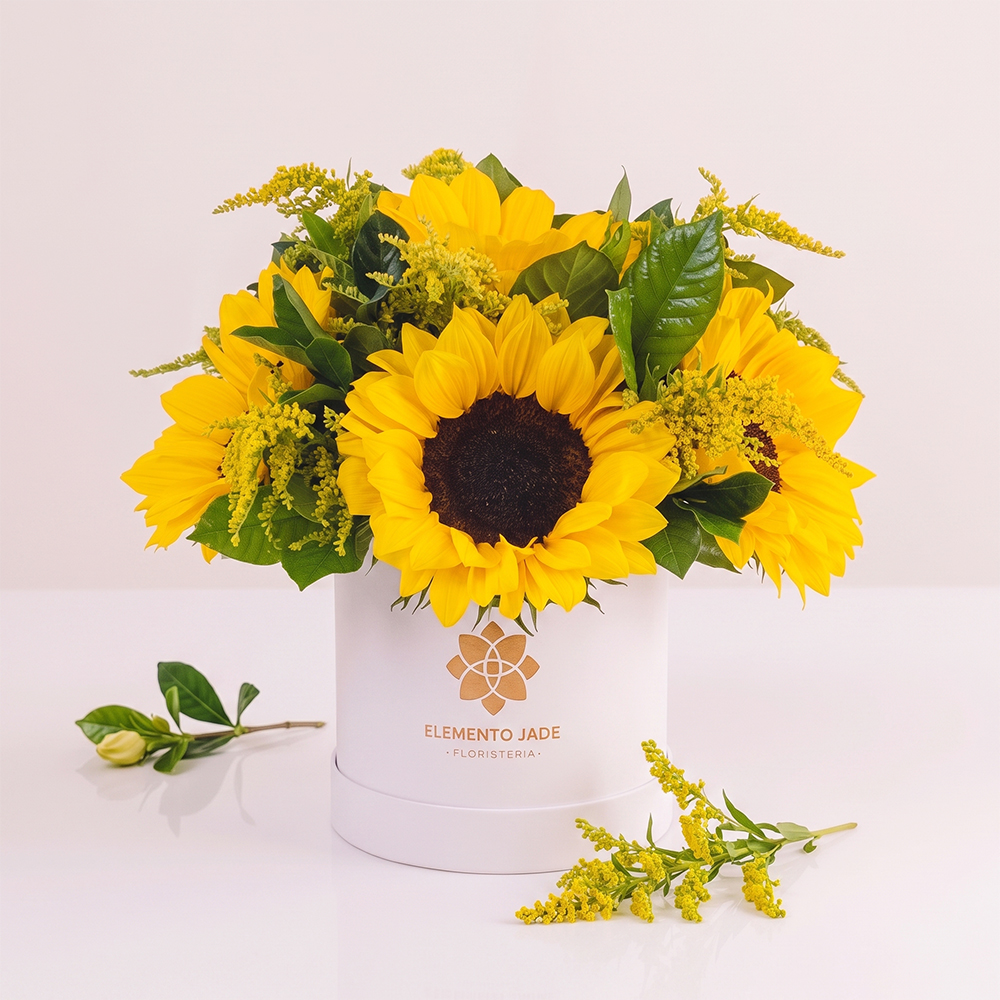 Box Girasoles Flores Amarilas